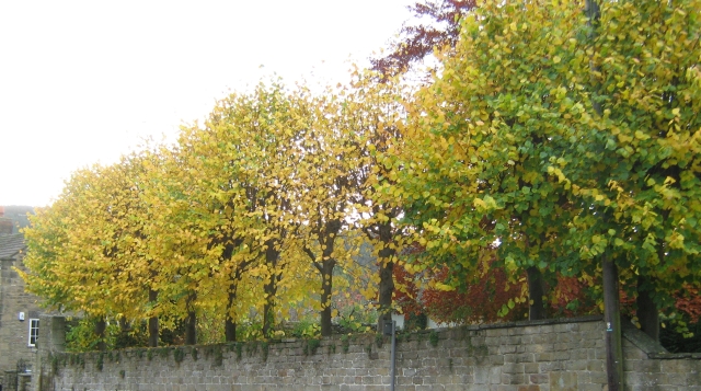 a line of trees taking on their autumnal colours by the church in ashover